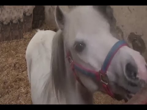 Catania - Cavalli maltrattati in due stalle abusive a San Cristofaro (01.06.16)