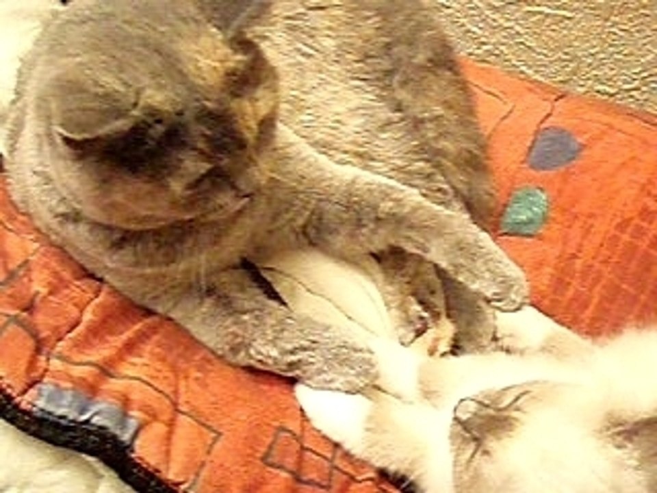 bub et cham, l'amour!!!