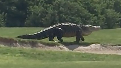 Monster Alligator Caught on Florida Golf Course, Fake or Real?
