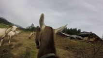 GoatPro - Taking the Goats Out to Pasture After the Morning Milking