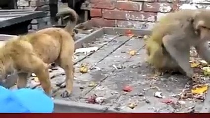 غلاسة قرد هتموت من الضحك 2016