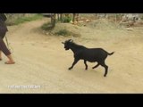 Angry Goat Roars Crazy Noises
