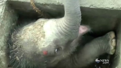 Des ouvriers s’unissent pour sauver un éléphanteau tombé dans une canalisation