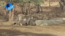Rare 10 Asiatic lions big group are going to drinking on Water basin Amazing video from Gir National park Gujarat India
