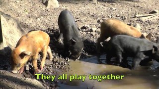 Pigs for Dane Christmas Gift, Piglets 4 Dane, not Peppa pig or disney piglet EP.84