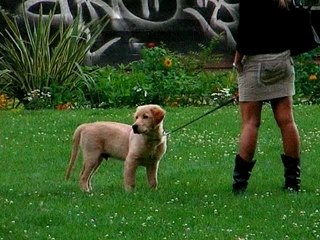 Le petiot labrador et sa maîtresse sexy