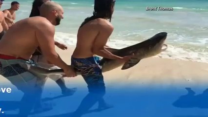 Caught on camera Shark rescued after washing up on Hawaii beach  Watch News Videos Online