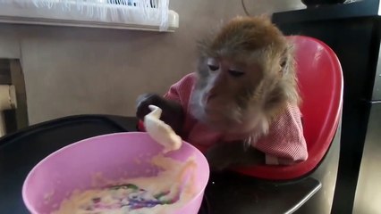 Ржачная обезьяна кушает кашу )