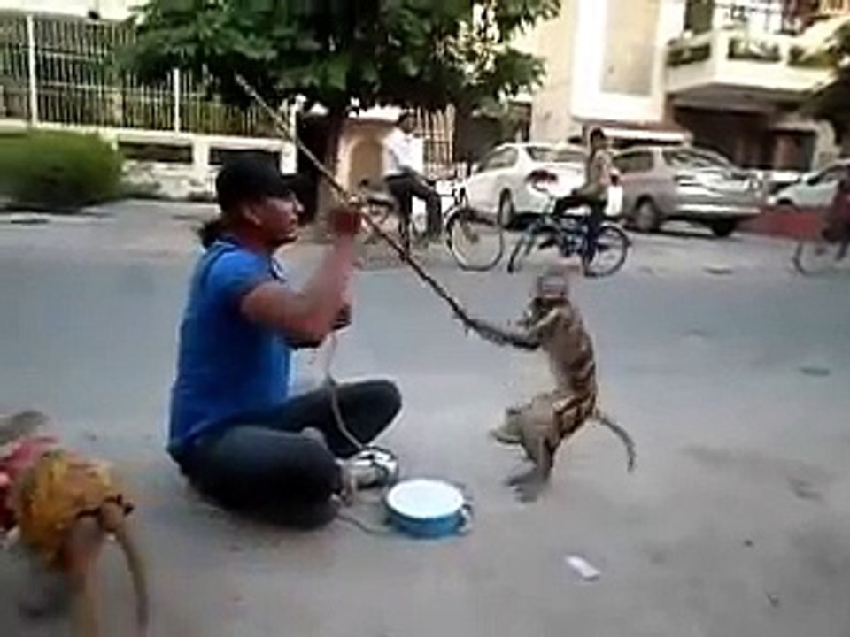 Mr Mrs MONKEY danc-
