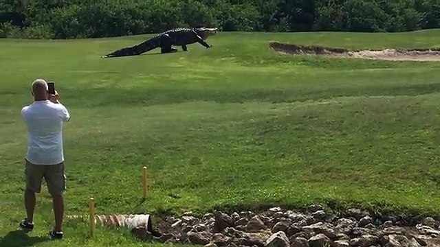 Giant alligator walks across US golf course