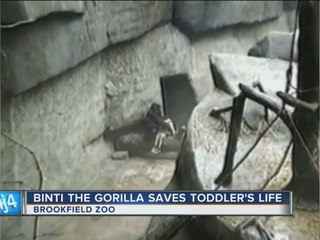 Flashback: Gorilla Comforts Child Who Fell at Illinois Zoo