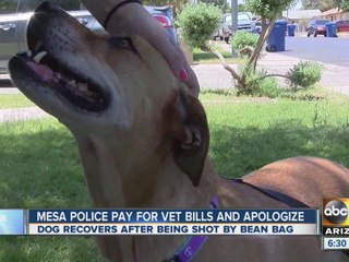 Mesa police pay for vet bills and apologize
