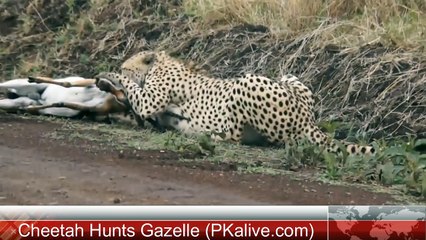 Cheetah hunts Gazelle