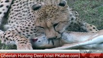 Cheetah Kills Deer very fast and furious action