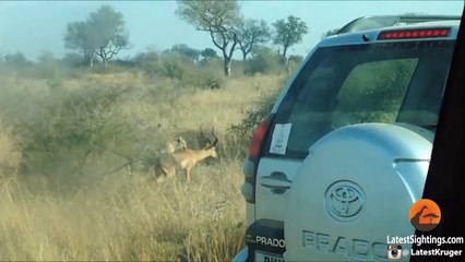 Cheetah Kills Male Impala Right Next to Road