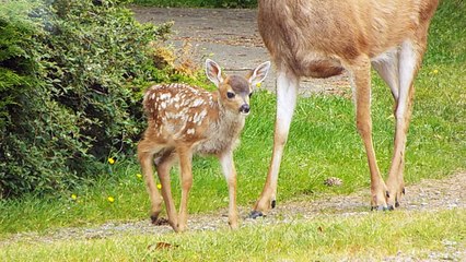 28 may New born Faon visiting the other mother of a new born Pacific Harbour
