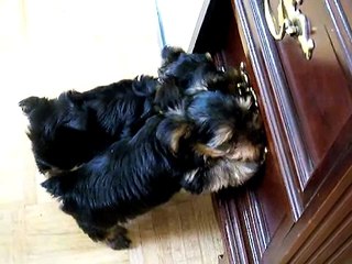 Gia's Yorkie Puppies