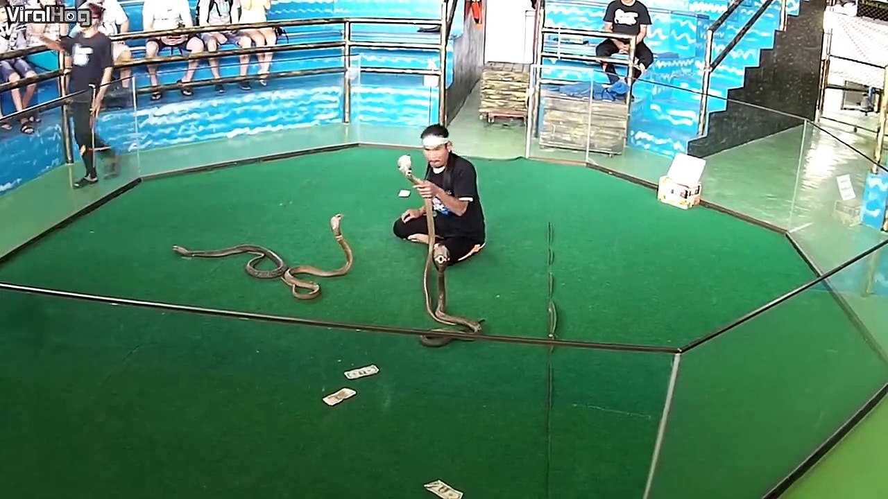 Il embrasse des cobras mortels comme si c'etait des petits chats