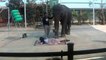 Massage elephant... C'est ça qu'on appelle massage thailandais???
