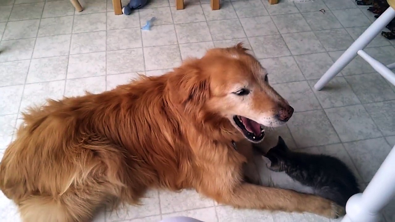 Petite séance de babysitting pour ce chien qui garde 2 bébés chats