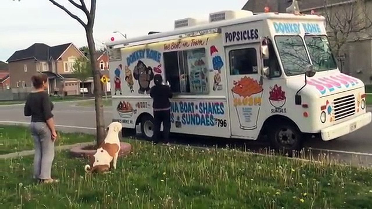 Pit Bull patiently waits in line for ice cream