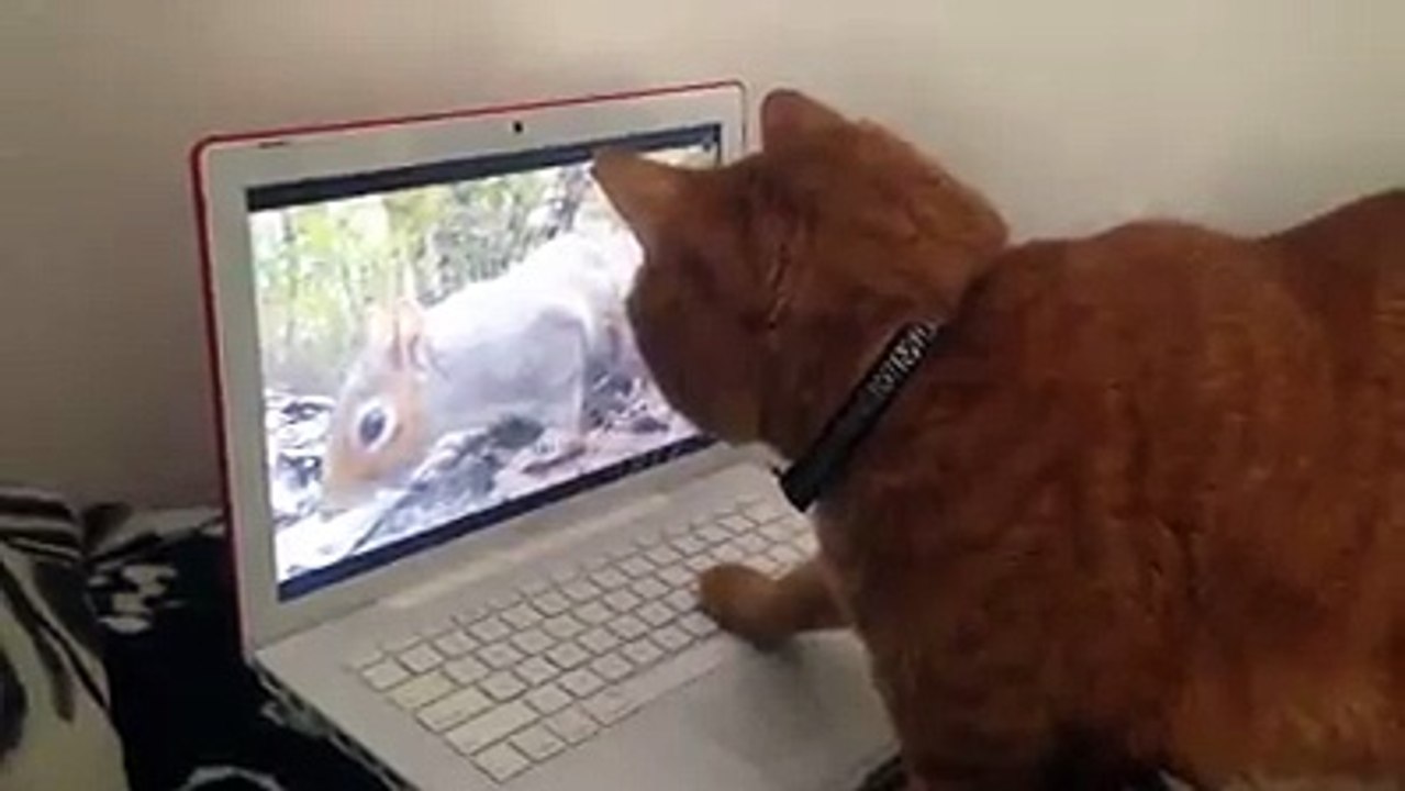 funnycat laptop typing2016videoclips