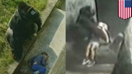 Here’s what happened the other two times a kid fell into the gorilla enclosure