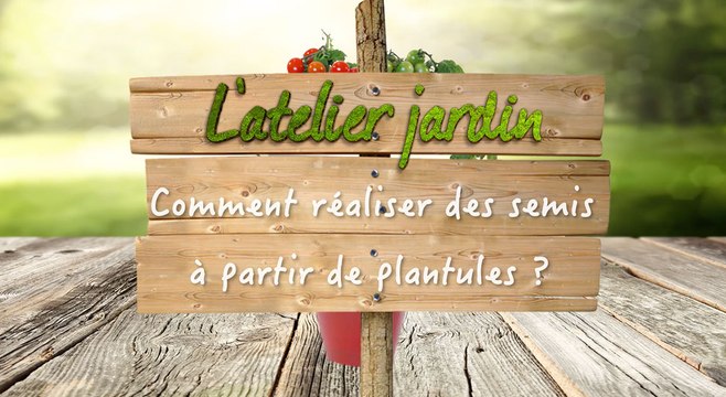Comment réaliser des semis à partir de plantules ?