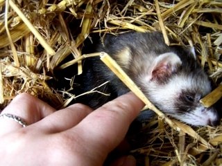 Fifi et ses petits