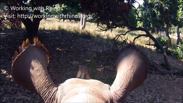 Gopro placée sur le dos d'un rhinocéros tout mignon en Afrique du Sud