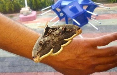 15 Santimlik 'Tavus' Kelebeği Sivas'ta Görüldü