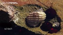 Морські равлики проти раку?