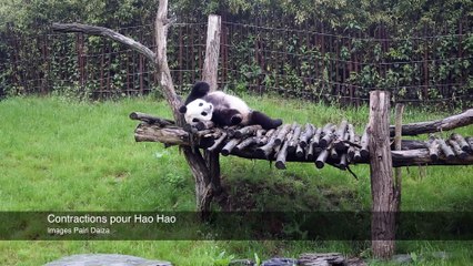 Naissance d'un panda à Pairi Daiza