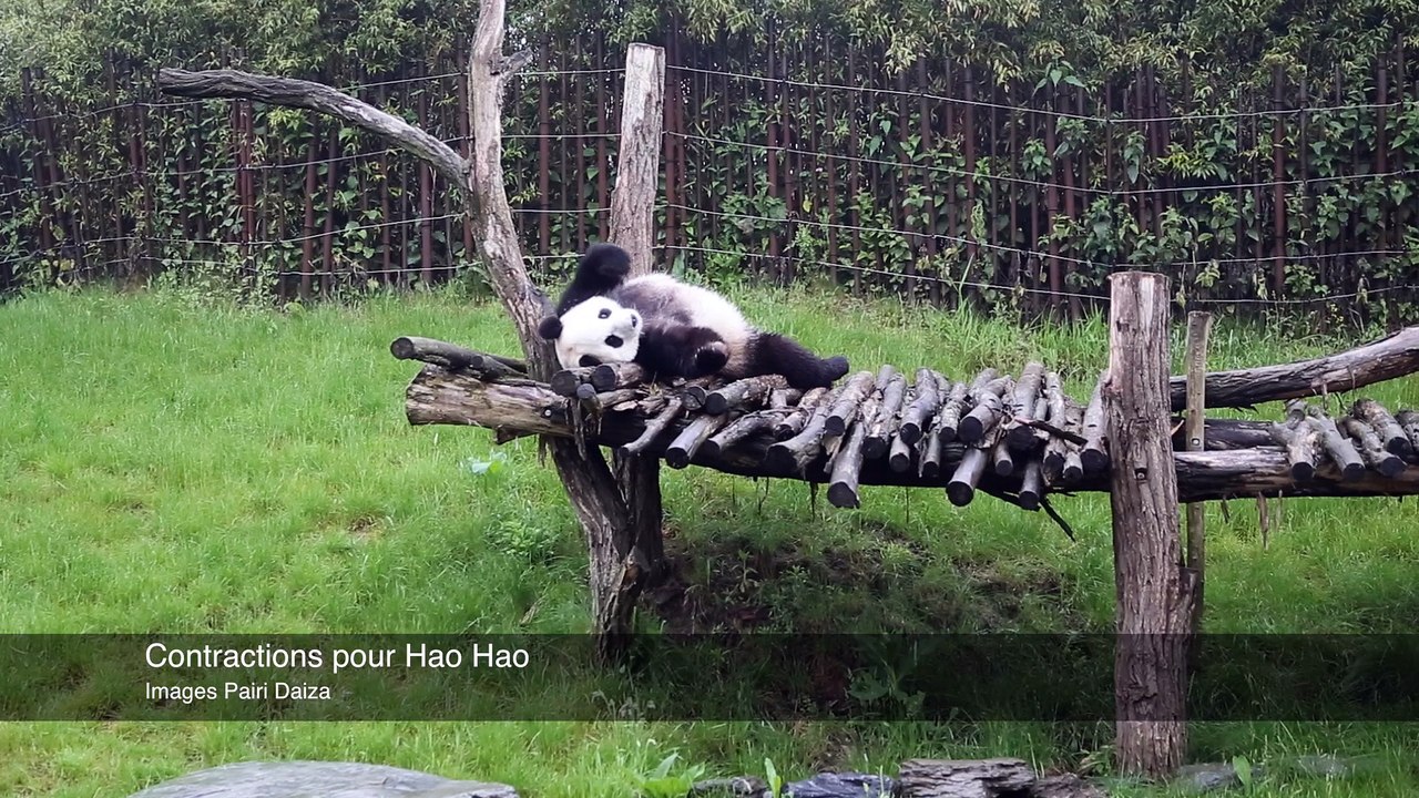 Naissance d'un panda à Pairi Daiza