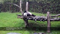 Naissance d'un panda à Pairi Daiza