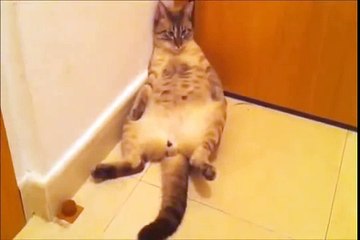 funny videos - Cats drunk so funny