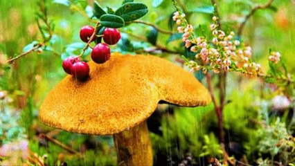 НЕТ В МИРЕ КРАШЕ, ЧЕМ РОДИНА НАША