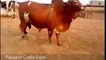 || Qurbani Bull || 2016 || A.N Ansari Cattle Farm || Eid ul Adha || Bakra Mandi ||