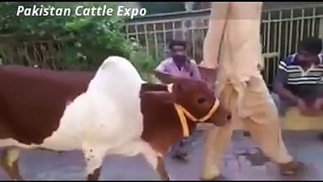 || Qurbani Bull || 2016 || Eid ul adha || Qurbani cow || Professional Qasai ||
