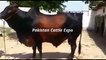 || Qurbani Cow || Qurbani || 2016 || 2017 || Bakra Eid || Professional Qasai ||