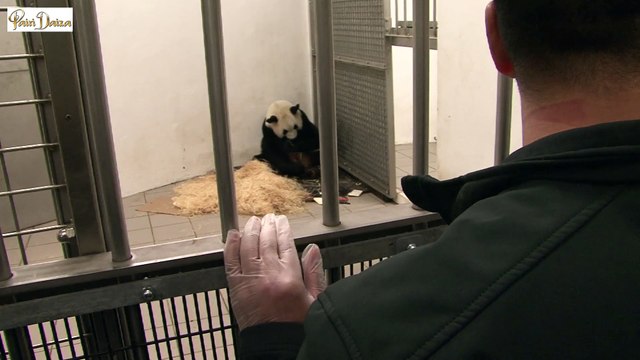 Pairi Daiza - Naissance d'un bébé panda