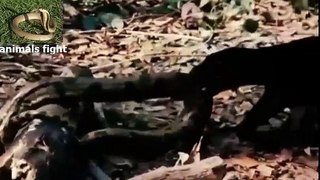 Giant Anaconda vs Jaguar - Biggest wild animal fights Fighting animals captured on camera.mp4