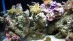 10 gallon nano reef (day 28)