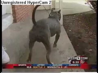 Pitbull Saves Woman MUST WATCH!!