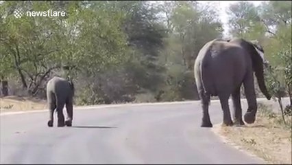 Cute baby elephant attempts a headstand