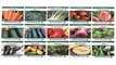 Heirloom Vegetable Garden Seed Collection Assortment of 15 Non GMO Easy Gro