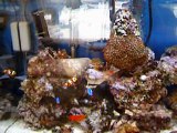 29 Gallon saltwater fish tank