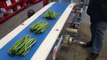 Sample of how easy a Delfin Inverted Flow-Wrapper packages french beans