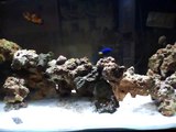 20 g aquarium Rusty Angel Fish