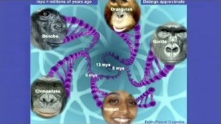 CARTA:The Orangutan Neandertal and Denisovan Genomes